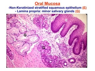 Oral Mucosa -Non-Keratinized stratified squamous epithelium  (E) - Lamina propria: minor salivary glands  (G)   E G G 