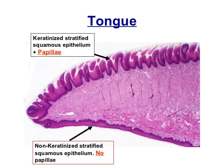 Lip & tongue