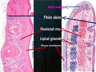 Red margin

Thin skin
Skeletal ms.
Lipial glands
Mucus membrane

 