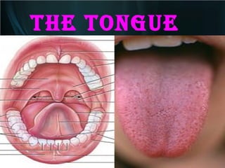 THE TONGUE

 
