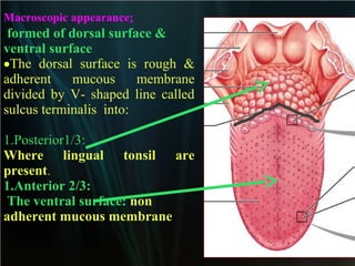 Macroscopic appearance:

formed of dorsal surface &
ventral surface
•The dorsal surface is rough &
adherent
mucous
membrane
divided by V- shaped line called
sulcus terminalis into:
1.Posterior1/3:
Where lingual tonsil are
present.
1.Anterior 2/3:
The ventral surface: non
adherent mucous membrane

 