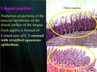 Lingual papillae:
Numerous projections of the
mucous membrane on the
dorsal surface of the tongue .
Each papilla is formed of:
Central core of C.T covered
with stratified squamous
epithelium.

 