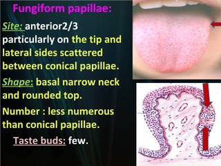 Fungiform papillae:
Site: anterior2/3
particularly on the tip and
lateral sides scattered
between conical papillae.
Shape: basal narrow neck
and rounded top.
Number : less numerous
than conical papillae.
Taste buds: few.

 