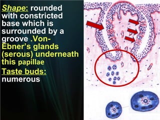 Shape: rounded
with constricted
base which is
surrounded by a
groove .VonEbner’s glands
(serous) underneath
this papillae
Taste buds:
numerous

 
