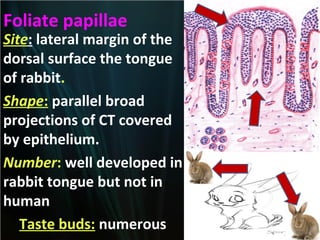 Foliate papillae

Site: lateral margin of the
dorsal surface the tongue
of rabbit.
Shape: parallel broad
projections of CT covered
by epithelium.
Number: well developed in
rabbit tongue but not in
human
Taste buds: numerous

 
