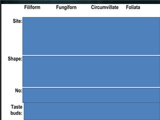 Filiform

Fungiforn

Circumvillate

Site: Ant 2/3 of
At tip & lateral On V shaped
dorsal surface sides
line

Shape: Conical &
long .(broad
base &
pointed tip)
No: Numerous
Taste Abscent
buds:

Fungus shape Constricted
narrow base & base & broad
rounded top
top

Less in No

numerous

Lateral margin
of dorsal
surface of
tongue of
rabbit
Parallel ridges

8-12 in number

+ ve few

Foliata

numerous

 