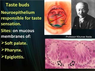 Taste buds
Neuroepithelium
responsible for taste
sensation.
Sites: on mucous
membranes of:
Soft palate.
Pharynx.
Epiglottis.

Professor Kikunae Ikeda

 