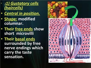 •

•
•
•
•

(1)

Gustatory cells
(haircells)
Central in position.
Shape: modified
columnar.
Their free ends show
short microvilli
Their basal ends
surrounded by free
nerve endings which
carry the taste
sensation.

 