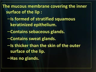 The mucous membrane covering the inner
surface of the lip :
– Is formed of stratified squamous
keratinized epithelium.
– Contains sebaceous glands.
– Contains sweat glands.
– Is thicker than the skin of the outer
surface of the lip.
– Has no glands.

 