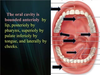 The oral cavity is
bounded anterioly by
lip, posterioly by
pharynx, superioly by
palate inferioly by
tongue, and laterally by
cheeks.

 