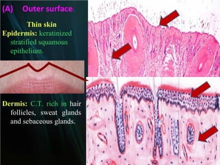 (A)

Outer surface:

Thin skin
Epidermis: keratinized
stratified squamous
epithelium.

Dermis: C.T. rich in hair
follicles, sweat glands
and sebaceous glands.

 