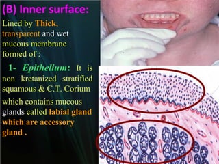 (B) Inner surface:
Lined by Thick,
transparent and wet
mucous membrane
formed of :

1- Epithelium: It is
non kretanized stratified
squamous & C.T. Corium
which contains mucous
glands called labial gland
which are accessory
gland .

 