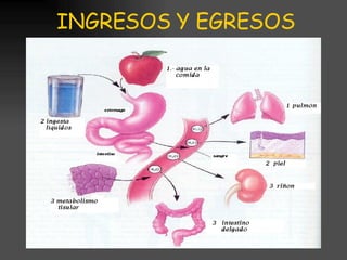 INGRESOS Y EGRESOS metabolismo 