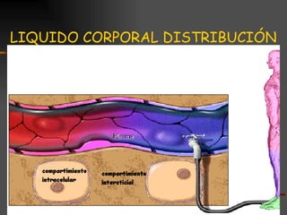 LIQUIDO CORPORAL DISTRIBUCIÓN 