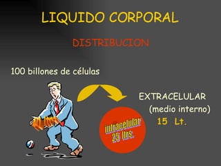 LIQUIDO CORPORAL DISTRIBUCION 100 billones de células EXTRACELULAR (medio interno) 15  Lt. 40 ltrs. intracelular 25  ltrs. 