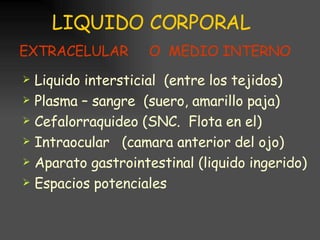 LIQUIDO CORPORAL Liquido intersticial  (entre los tejidos) Plasma – sangre  (suero, amarillo paja) Cefalorraquideo (SNC.  Flota en el) Intraocular  (camara anterior del ojo) Aparato gastrointestinal (liquido ingerido) Espacios potenciales  EXTRACELULAR  O  MEDIO INTERNO 