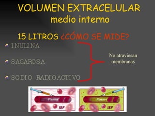 VOLUMEN EXTRACELULAR  medio interno 15 LITROS  ¿CÓMO SE MIDE? INULINA SACAROSA  SODIO  RADIOACTIVO No atraviesan membranas 