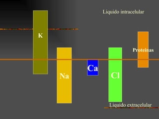 Liquido intracelular Liquido extracelular K Na Cl Ca Proteinas 