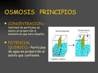 OSMOSIS  PRINCIPIOS CONCENTRACION .-  Cantidad de partículas de soluto en proporción al solvente en que esta disuelto. POTENCIAL QUIMICO .-  Partículas de agua en proporción al soluto que contienen. 