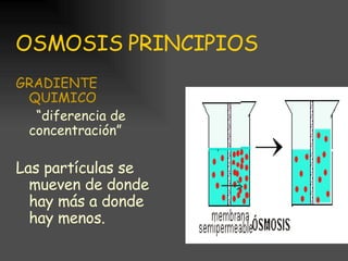 OSMOSIS PRINCIPIOS GRADIENTE QUIMICO “ diferencia de concentración” Las partículas se mueven de donde hay más a donde hay menos. 