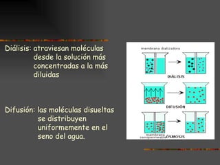 Diálisis: atraviesan moléculas  desde la solución más concentradas a la más diluidas Difusión: las moléculas disueltas se distribuyen  uniformemente en el seno del agua.  