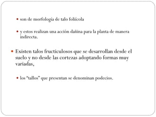 son de morfología de talo foliícola  y estos realizan una acción dañina para la planta de manera indirecta.  Existen talos fructiculosos que se desarrollan desde el suelo y no desde las cortezas adoptando formas muy variadas,  los “tallos” que presentan se denominan podecios. 