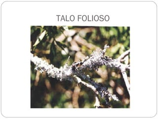TALO FOLIOSO 