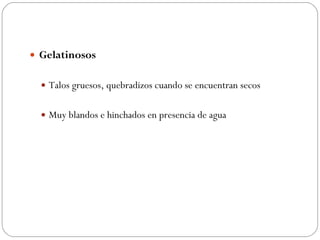 Gelatinosos Talos gruesos, quebradizos cuando se encuentran secos  Muy blandos e hinchados en presencia de agua 