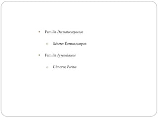 Familia  Dermatocarpaceae   Género: Dermatocarpon Familia  Pyrenulaceae   Género:  Porina 
