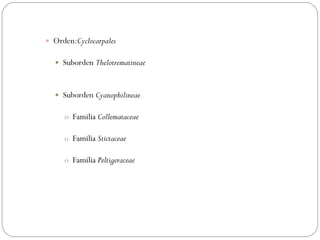 Orden: Cyclocarpales Suborden  Thelotrematineae Suborden  Cyanophilineae Familia  Collemataceae   Familia  Stictaceae   Familia  Peltigeraceae   