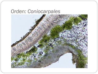 Orden: Coniocarpales 