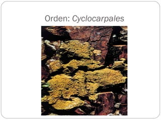 Orden:  Cyclocarpales 