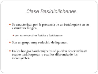 Clase Basidiolichenes Se caracterizan por la presencia de un  basidiomycete  en su estructura fúngica, con sus respectivas  basidios  y  basidiosporas   Son un grupo muy reducido de líquenes. En los hongos basidiomycetes se pueden observar hasta cuatro basidiosporas lo cual los diferencia de los ascomycetes.  