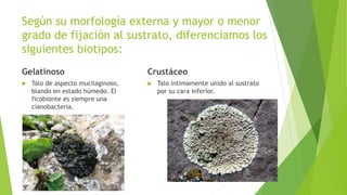 Según su morfología externa y mayor o menor
grado de fijación al sustrato, diferenciamos los
siguientes biotipos:
Gelatinoso
 Talo de aspecto mucilaginoso,
blando en estado húmedo. El
ficobionte es siempre una
cianobacteria.
Crustáceo
 Talo íntimamente unido al sustrato
por su cara inferior.
 