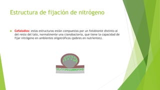 Estructura de fijación de nitrógeno
 Cefalodios: estas estructuras están compuestas por un fotobionte distinto al
del resto del talo, normalmente una cianobacteria, que tiene la capacidad de
fijar nitrógeno en ambientes oligotróficos (pobres en nutrientes).
 