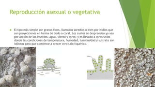 Reproducción asexual o vegetativa
 El tipo más simple son granos finos, llamados soredios o bien por isidios que
son proyecciones en forma de dedo o coral. Los cuales se desprenden ya sea
por acción de los insectos, agua, viento y otros; y es llevado a otros sitios
donde las condiciones de temperatura, humedad, luminosidad y sustrato son
idóneas para que comience a crecer otro talo liquénico.
 