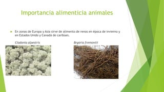 Importancia alimenticia animales
 En zonas de Europa y Asia sirve de alimento de renos en época de invierno y
en Estados Unido y Canadá de caribúes.
Cladonia alpestris Bryoria fremontii
 