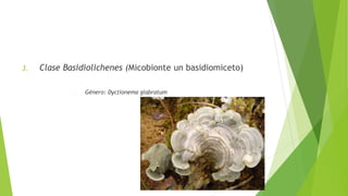 3. Clase Basidiolichenes (Micobionte un basidiomiceto)
– Género: Dyctionema glabratum
 