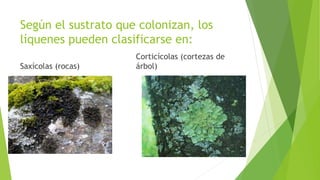 Según el sustrato que colonizan, los
líquenes pueden clasificarse en:
Saxícolas (rocas)
Corticícolas (cortezas de
árbol)
 
