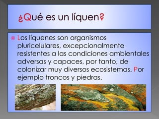  Los líquenes son organismos
pluricelulares, excepcionalmente
resistentes a las condiciones ambientales
adversas y capaces, por tanto, de
colonizar muy diversos ecosistemas. Por
ejemplo troncos y piedras.