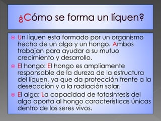  Un líquen esta formado por un organismo
hecho de un alga y un hongo. Ambos
trabajan para ayudar a su mutuo
crecimiento y desarrollo.
El hongo: El hongo es ampliamente
responsable de la dureza de la estructura
del líquen, ya que da protección frente a la
desecación y a la radiación solar.
El alga: La capacidad de fotosíntesis del
alga aporta al hongo características únicas
dentro de los seres vivos.