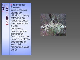 El talo de los
líquenes
fruticulosos es
alargado,
cilíndrico o muy
estrecho en
todos los casos
asemejándose
a una
cabellera,
poseen por lo
general un
único punto de
unión al sustrato
quedando el
resto del
organismo lejos
de él.