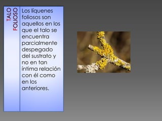 Los líquenes
foliosos son
aquellos en los
que el talo se
encuentra
parcialmente
despegado
del sustrato y
no en tan
íntima relación
con él como
en los
anteriores.