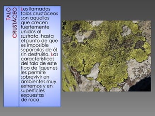Los llamados
talos crustáceos
son aquellos
que crecen
fuertemente
unidos al
sustrato, hasta
el punto de que
es imposible
separarlos de él
sin destruirlo. Las
características
del talo de este
tipo de líquenes
les permite
sobrevivir en
ambientes muy
extremos y en
superficies
expuestas
de roca.
