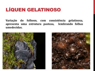 LÍQUEN GELATINOSO
Variação do folhoso, com consistência gelatinosa,
apresenta uma estrutura pastosa, lembrando folhas
umedecidas.
 