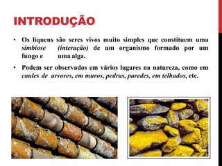 INTRODUÇÃO
• Os líquens são seres vivos muito simples que constituem uma
simbiose (interação) de um organismo formado por um
fungo e uma alga.
• Podem ser observados em vários lugares na natureza, como em
caules de arvores, em muros, pedras, paredes, em telhados, etc.
 