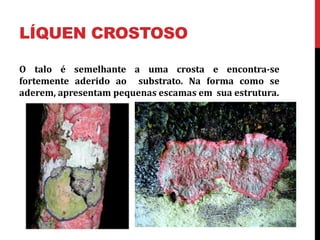 LÍQUEN CROSTOSO
O talo é semelhante a uma crosta e encontra-se
fortemente aderido ao substrato. Na forma como se
aderem, apresentam pequenas escamas em sua estrutura.
 