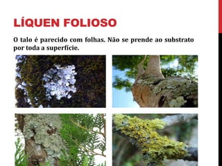 LÍQUEN FOLIOSO
O talo é parecido com folhas. Não se prende ao substrato
por toda a superfície.
 