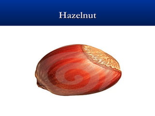 HazelnutHazelnut
 