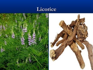 LicoriceLicorice
 